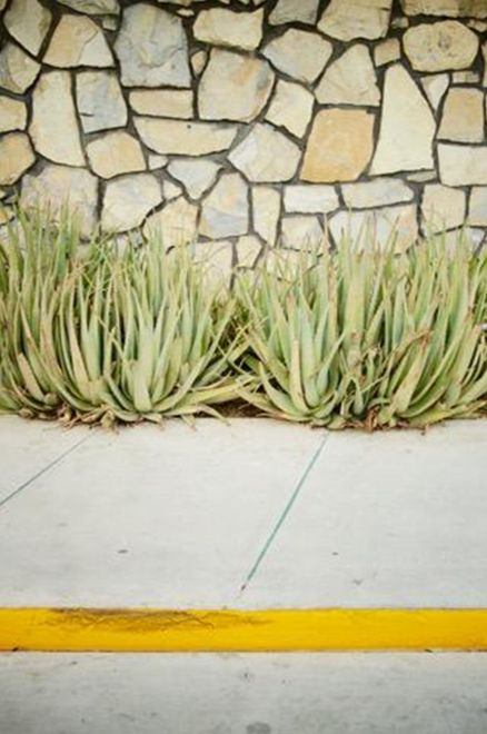 Cactus Walk