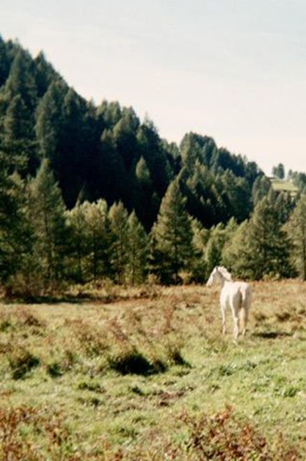 Unicorn