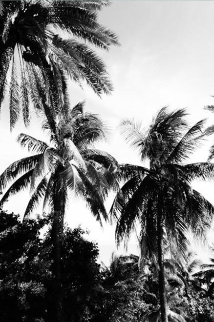 Palm oh Palm